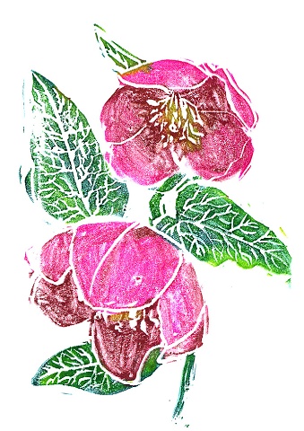 Lenten Rose